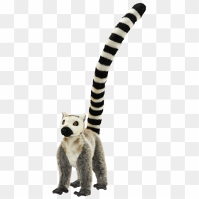 Lemur Tail Png - Transparent Lemur, Png Download - lemur png