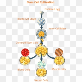 Embryonic Stem Cells Are Extremely Useful In The Medical - Stem Cell Research, HD Png Download - stem png