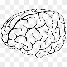 Vector Graphics Of Human Brain In White And Black - Coloring Page Of A Brain, HD Png Download - brain vector png