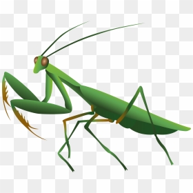 Mantis Png - Praying Mantins Png Transparent Background, Png Download - mantis png