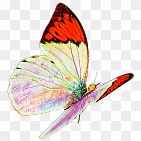 Butterfly Real Nature Flying Sticker Mislen Png Flying, Transparent Png - real butterfly png