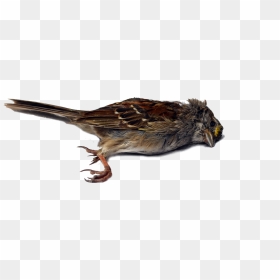 Wren Bird Sparrow Beak Blue Jay - Dead Bird Png, Transparent Png - blue jay png