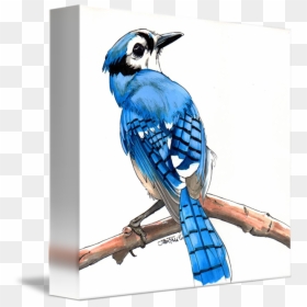 Bluejay Drawing Step By - Blue Jay, HD Png Download - blue jay png
