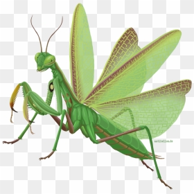 Mantis Png Images - Transparent Background Green Mantis Png Transparent, Png Download - mantis png