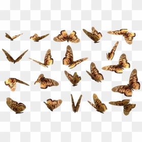 Flying Real Butterfly Png Free Download - Nature In Butterfly Png, Transparent Png - real butterfly png