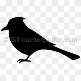 Blue Jay Clipart Transparent - Blue Jay Bird Silhouette, HD Png Download - blue jay png