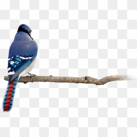 Red Blue Jay, HD Png Download - blue jay png
