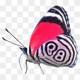 Adriana/ @realscientists On Twitter - Eighty-eight Butterflies, HD Png Download - real butterfly png