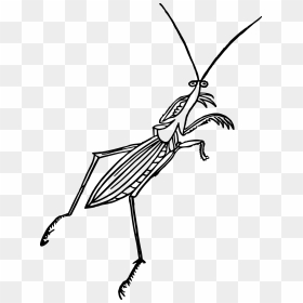 Mantis Clip Arts - Clip Art, HD Png Download - mantis png