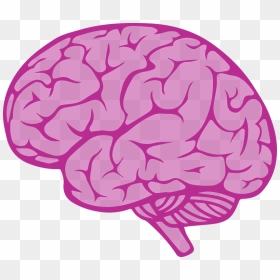 Brain Clipart Transparent Background, HD Png Download - brain vector png