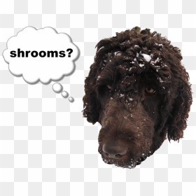 Thought Bubbles , Png Download - Standard Poodle, Transparent Png - thought bubbles png
