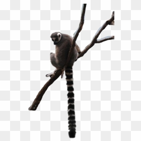 Old World Monkey, HD Png Download - lemur png