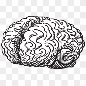 Vector Brain Doodle - Brain Doodle Icon Png, Transparent Png - brain vector png