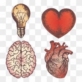 Heart Brain Bulb Sketch Set - Human Heart And Brain, HD Png Download - brain vector png