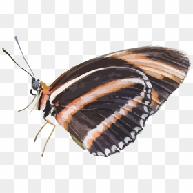 Бабочка Сидит Пнг, HD Png Download - real butterfly png