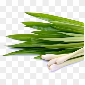 Thumb Image - Lemongrass Png, Transparent Png - lemongrass png