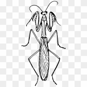 Praying Mantis Black And White, HD Png Download - mantis png