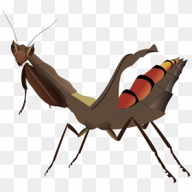 Acanthops Falcata, HD Png Download - mantis png