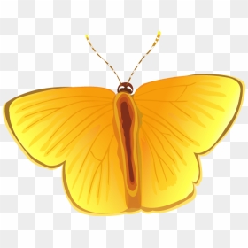 Butterflies, Pet Food, Chicken Vector Png - Locket, Transparent Png - butterfly vector png