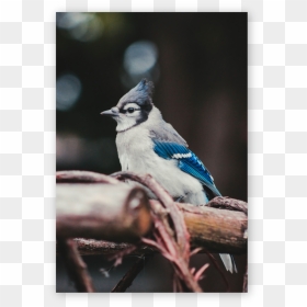 Why A Blue Jay The Blue Jay Is A Planner, It Values - Blue Jay Iphone, HD Png Download - blue jay png