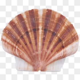 Shell Transparent Flat - Mussel, HD Png Download - sea shells png