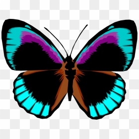 Vector Illustration Of Colorful Black And Blue Butterfly - Bright Butterflies Png, Transparent Png - butterfly vector png