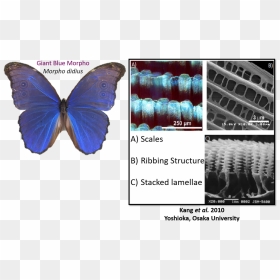 Liz/ @realscientists On Twitter - Common Blue, HD Png Download - real butterfly png