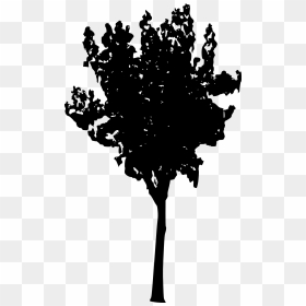 Tall Pine Tree Silhouette Png, Transparent Png - tall pine tree silhouette png