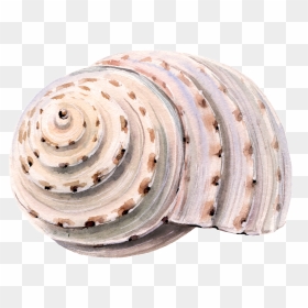 Transparent Sea Shell Png - Seashell, Png Download - sea shells png