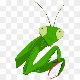Clip Art Insect Animal Honey Theme - Praying Mantis Cartoon Head, HD Png Download - mantis png