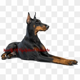 Thumb Image - Doberman Png, Transparent Png - doberman png