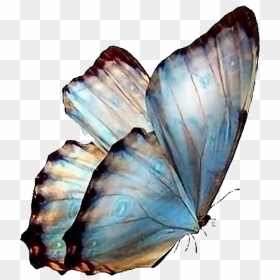 Real Butterfly Transparent Images - Transparent Background Butterfly Png, Png Download - real butterfly png