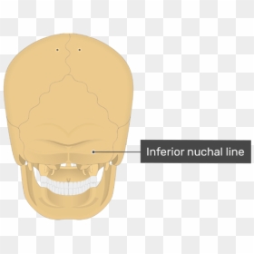 Posterior View Of The Inferior Nuchal Line Of The Skull - Inferior Nuchal Lines Skull, HD Png Download - 3d skull png