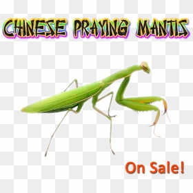 Mantidae, HD Png Download - mantis png