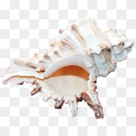 Ocena Shell, HD Png Download - sea shells png
