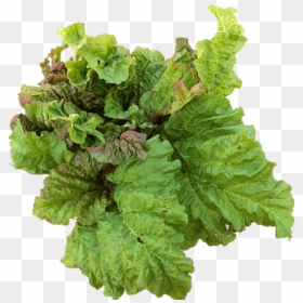 Transparent Mint Leaves Png - Edible Plant Transparent Background, Png Download - mint leaves png