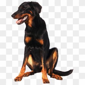 Doberman Png, Transparent Png - doberman png