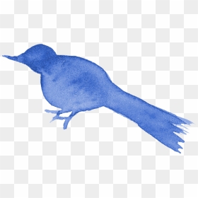 Blue Jay Png, Transparent Png - blue jay png