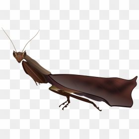 South American Box Mantis Male - Dead Leaf Mantis, HD Png Download - mantis png