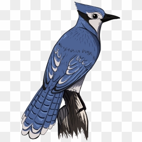 Cartoon Transparent Blue Jay, HD Png Download - blue jay png