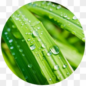 Png Lemon Grass Hd, Transparent Png - lemongrass png