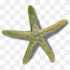 Image - Starfish, HD Png Download - sea shells png
