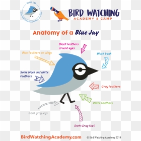 Bald Eagle Anatomy, HD Png Download - blue jay png