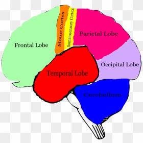 Free Brain Clipart Image - Brain Clipart With Labels, HD Png Download - vhv