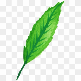 Mint Leaves Watercolor Png , Png Download - Watercolor Mint Png, Transparent Png - mint leaves png