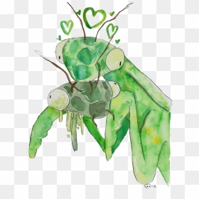 Mantis-love - Insect, HD Png Download - mantis png