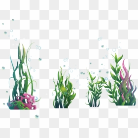 Algae Plant Seaweed Ocean - Ocean Plants Png, Transparent Png - algae png