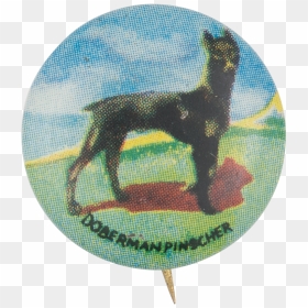 Dobermann , Png Download - Dobermann, Transparent Png - doberman png