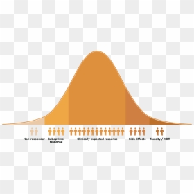 Medical Bell Curve, HD Png Download - bell curve png