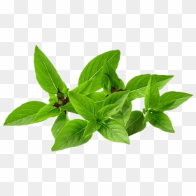 Pesto Leaves Png Picture - Basil Png, Transparent Png - mint leaves png